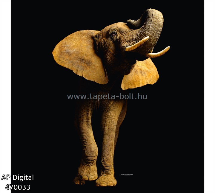 AP Digital 470033