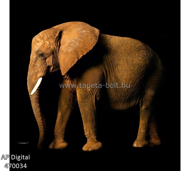 AP Digital 470034