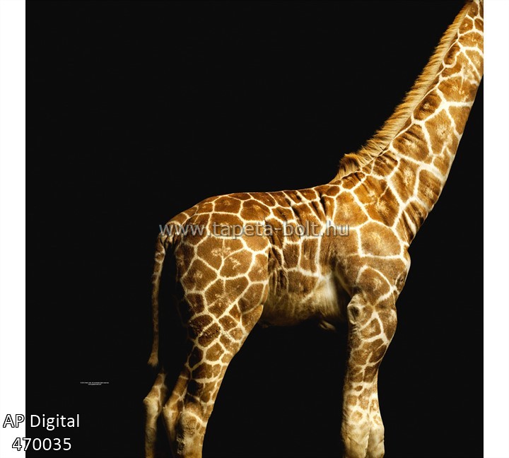 AP Digital 470035