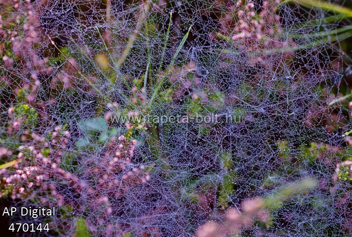 AP Digital 470144